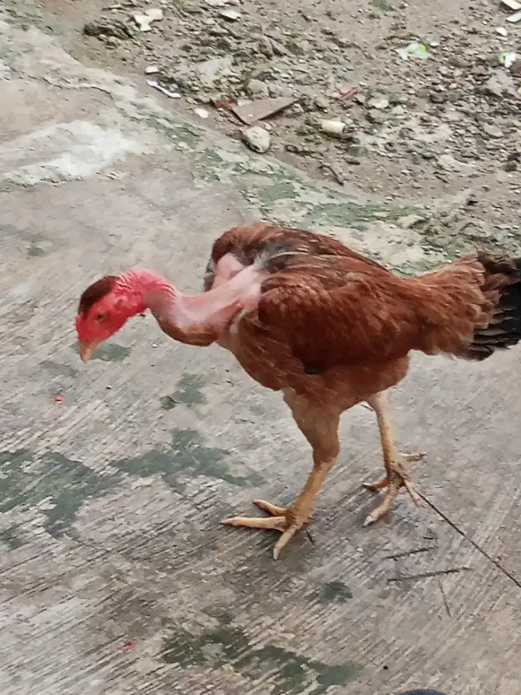 biang bangkok saigon