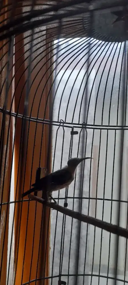 Burung konin trotolan