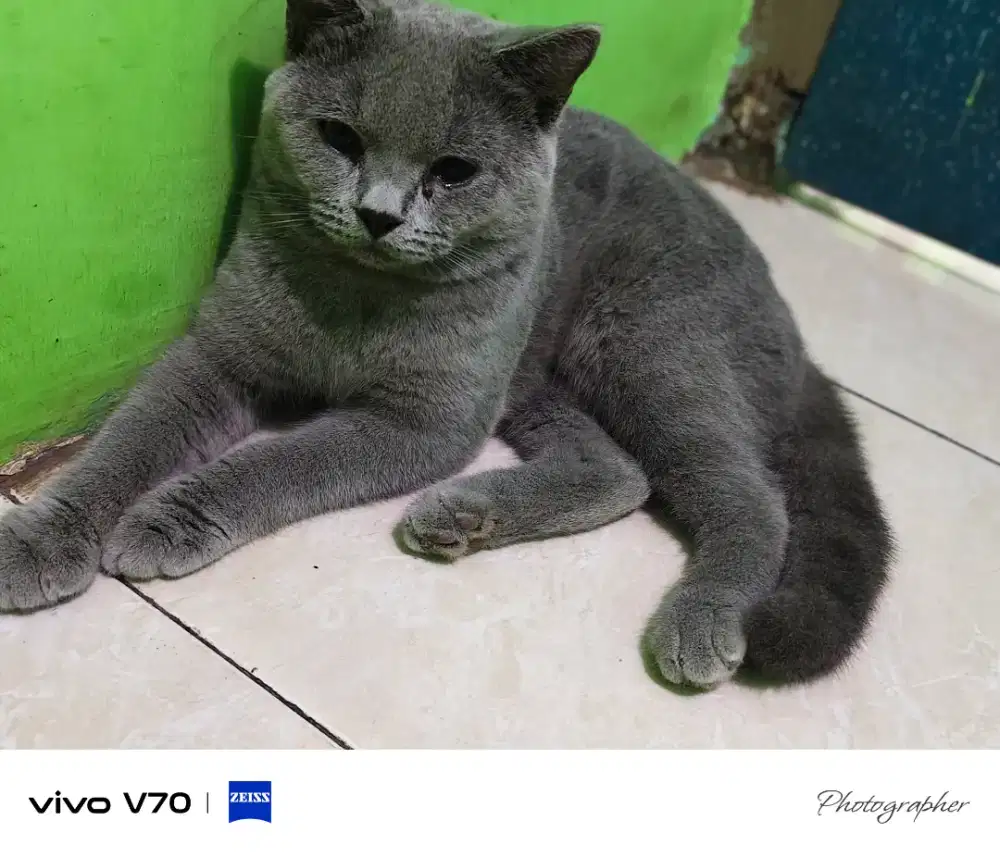 Kucing British Shorthair