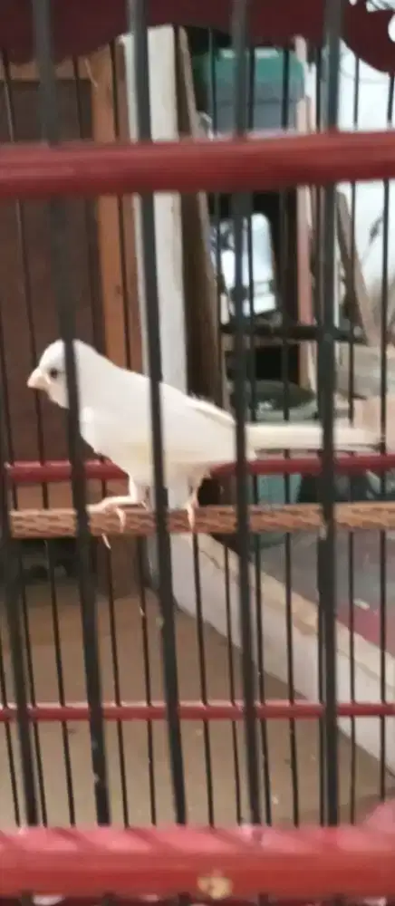Jual burung kenari putih jantan