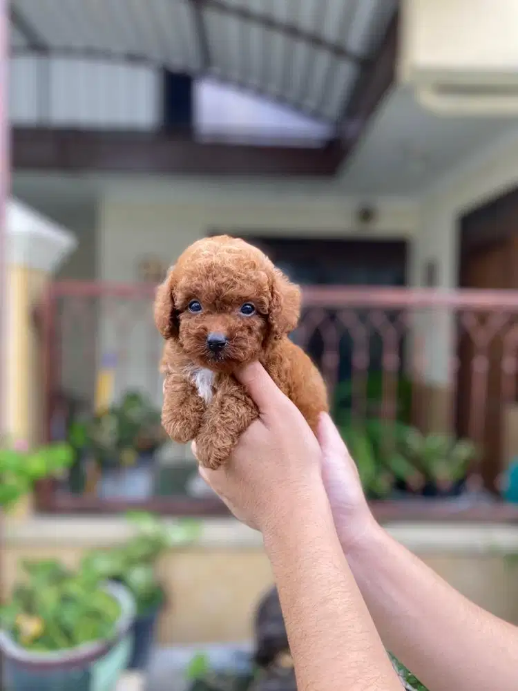 Red tiny poodle betina