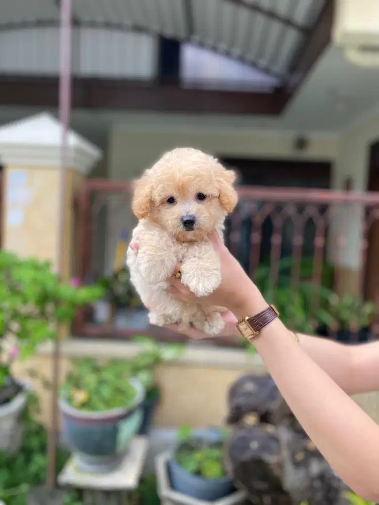 Apricot toy poodle jantan