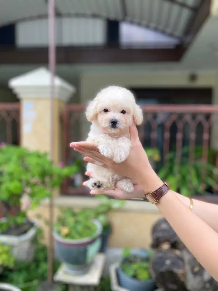 Light apricot toy poodle jantan
