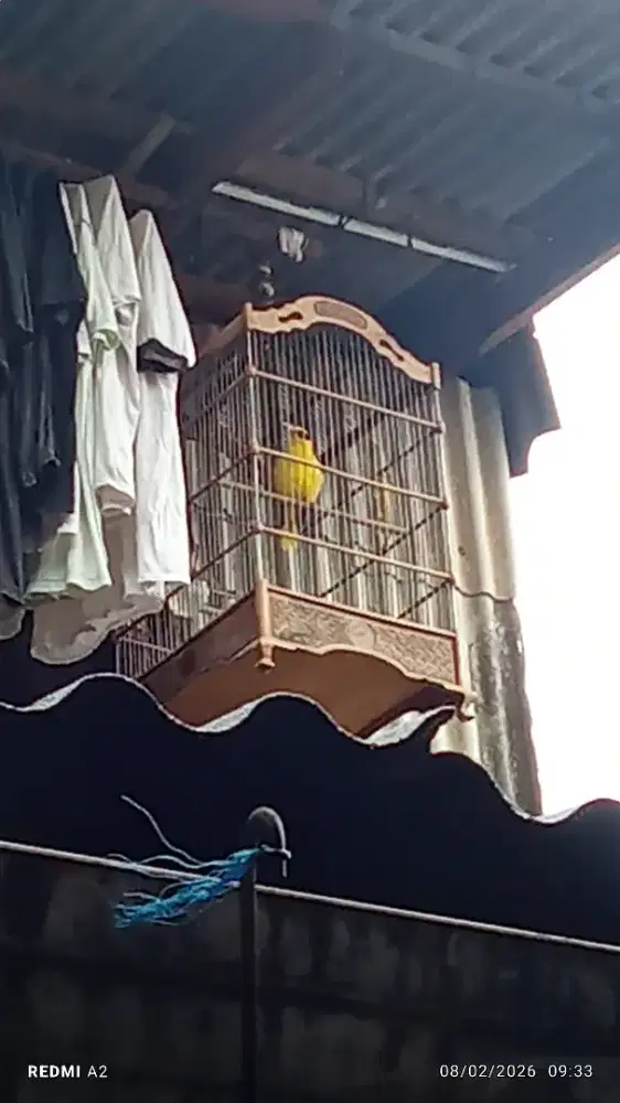 Kepodang burja atau BT TT