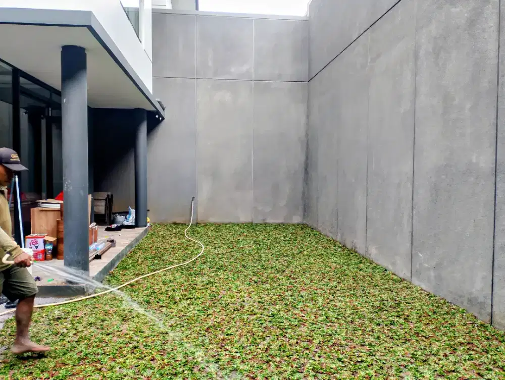 Penghijauan rumput gajah mini pasang rumput gajah mini taman