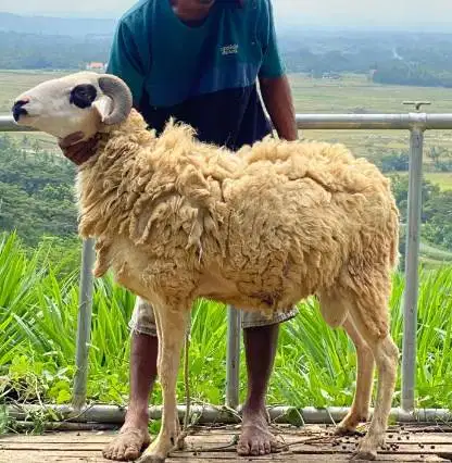 domba jantan 35kiloanUp siap hewan qurban terbaik 2026 jamin manteb ok