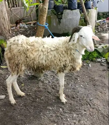 domba jantan 35kiloanUp siap hewan qurban terbaik 2026 jamin manteb ok