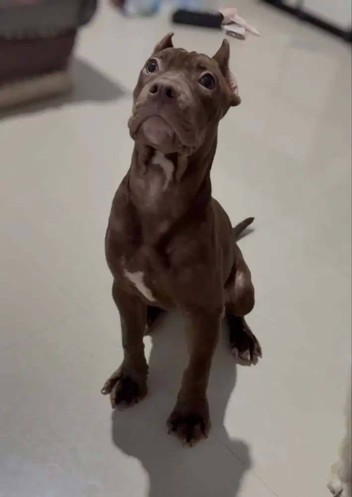 American pitbull terier