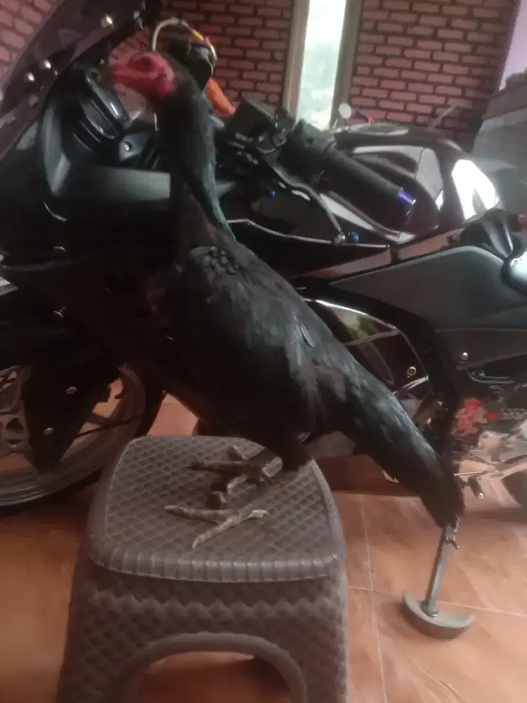 Betina pakhoy pukul ko saraf vidio ada brutal murah aja kosongin jos