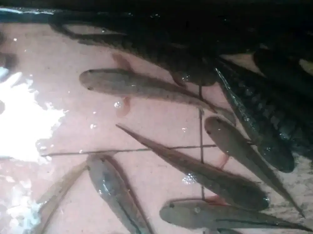 Bukan untuk di pelihara tersedia ikan gabus hidup