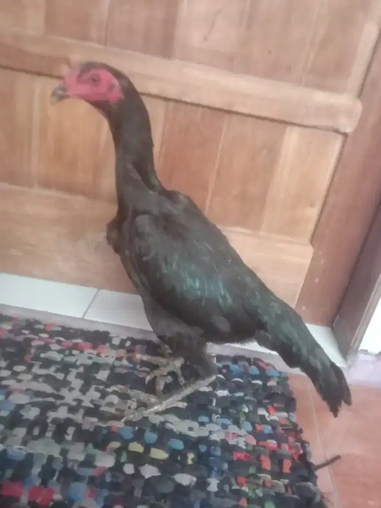 Ayam betina pakhoy pukul saraf vidio ada jos