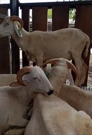 domba jantan 35kiloanUP timbang hidup siap hewan kurban murmer rawatan