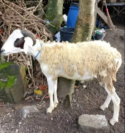 domba jantan 35kiloanUP timbang hidup siap hewan kurban murmer rawatan