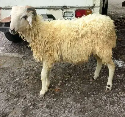 domba jantan 35kiloanUP timbang hidup siap hewan kurban murmer rawatan