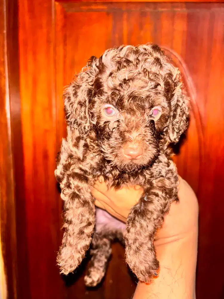 Choco toy poodle pure