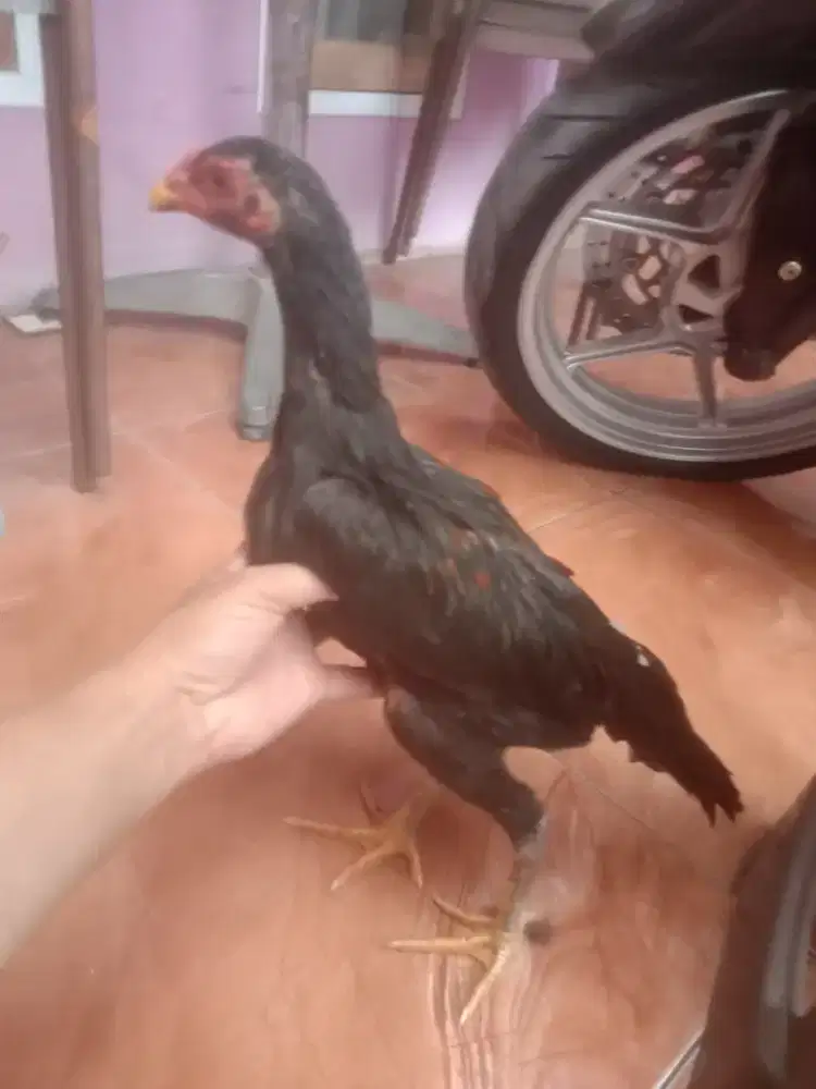 Anak ayam pakhoy pukul saraf ko  2 ekor jantan satuan boleh jos