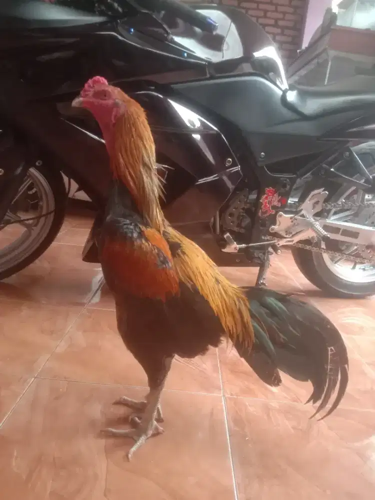 Ayam shamo jepang x pakhoy krurun wiring kuning jos muda 6 bulan