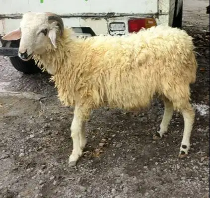 domba jantan 35kiloanUP timbang hidup rawatan kandang cukup umur puas