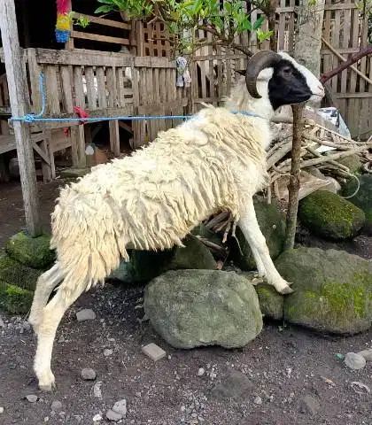 domba jantan 35kiloanUP timbang hidup rawatan kandang cukup umur puas