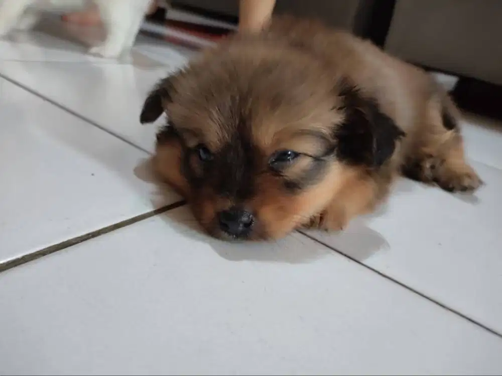 Di jual anak anjing chihuahua mix umur 1 bulan 2 cow 1 cew lucu banget