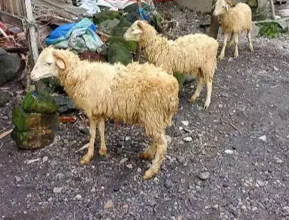 domba qurban jantan 35kiloanUP timbang hidup jamin manteb rawatan puas