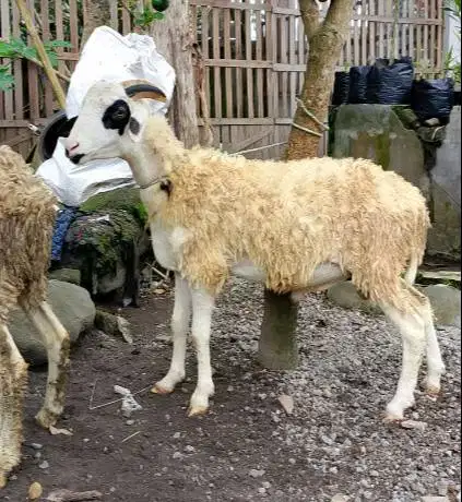 domba qurban jantan 35kiloanUP timbang hidup jamin manteb rawatan puas