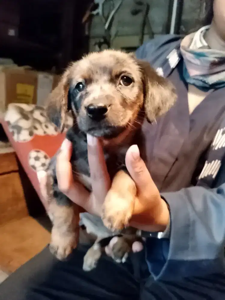 anak anjing puppy tekel short hair daple langka