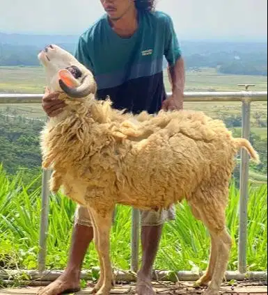 domba jantan 35kiloanUP siap hewan qurban 2026 murmer ekonomisan puas