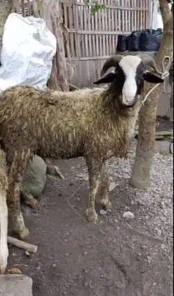 domba jantan 35kiloanUP siap hewan qurban 2026 murmer ekonomisan puas