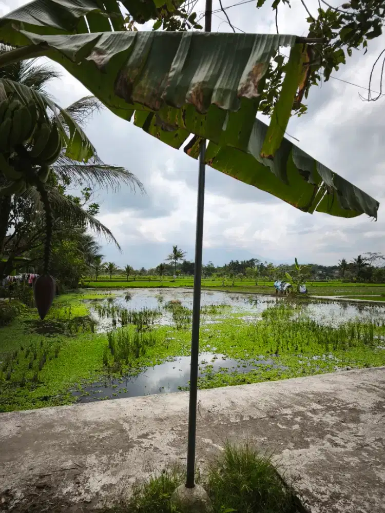 Tanah pinggir jalan prospek