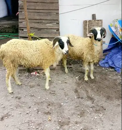 domba jantan 35kiloanUP timbang hidup siap hewan kurban terbaik 2026