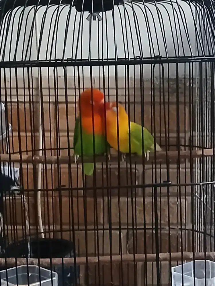 Lovebird sepasang