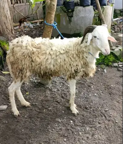 domba jantan 35kiloanUP timbang hidup siap kurban 2026 rawatan kandang
