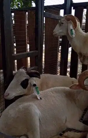 domba jantan 35kiloanUP timbang hidup siap kurban 2026 rawatan kandang