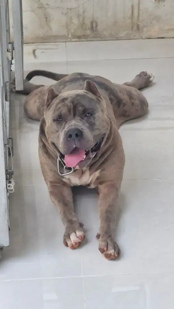 Dicari penjaga anjing untuk di rumah