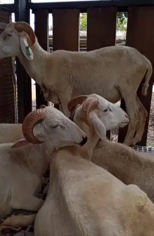 domba jantan 35kiloanUP timbang kiloan hidup2 jamin manteb puas