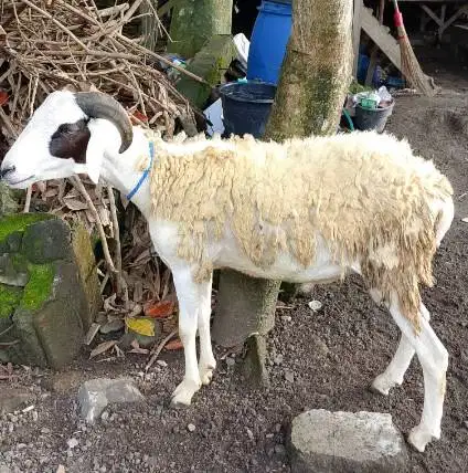 domba jantan 35kiloanUP timbang kiloan hidup2 jamin manteb puas