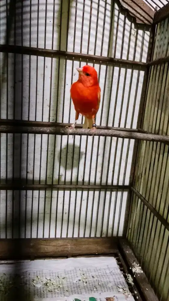 Kenari merlok gacor siang malam