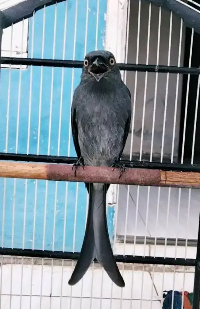 Srigunting kelabu mata putih gacor materi bagus