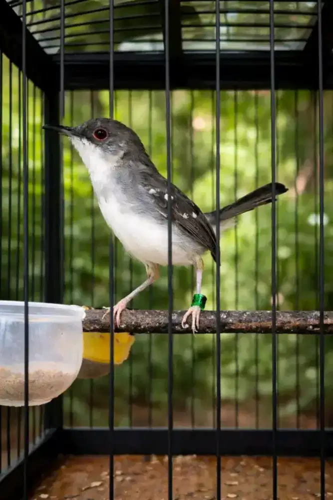 Ciblek cristal jantan bren