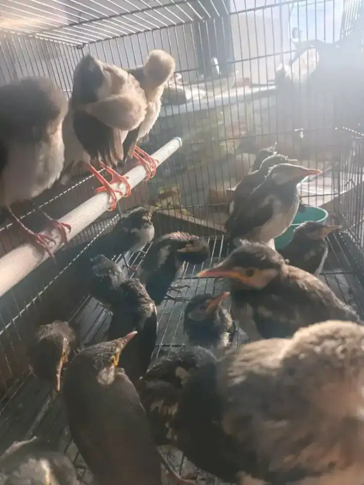 Paud jalak suren dan jp mandirian