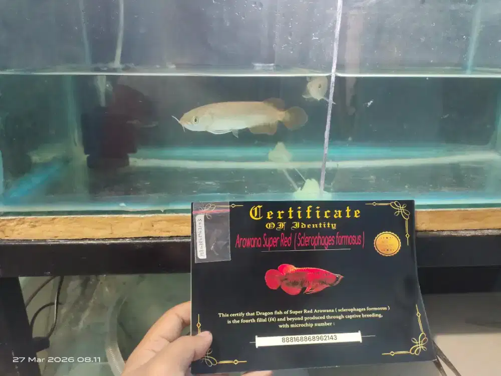 Arwana arowana super red