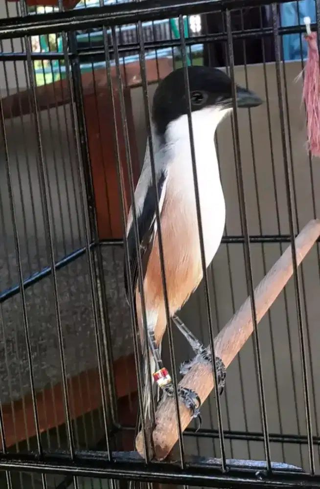 Cendet madura pastol