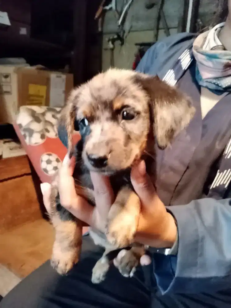 Puppy Tekel datchun warna daple