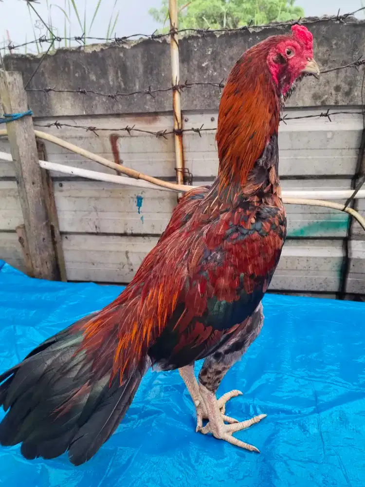 Ayam bangkok pama