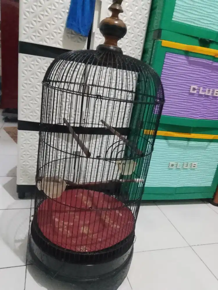 Kandang burung love bird tinggi besi keker