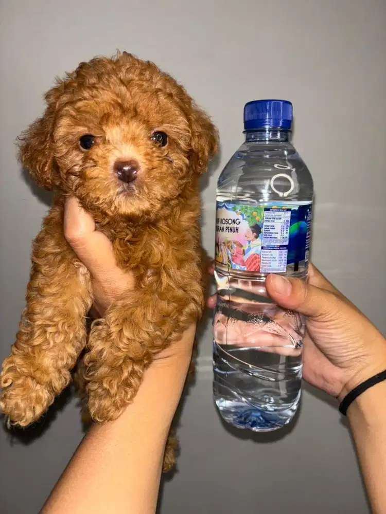 ANAK ANJING POODLE BETINA JANTAN