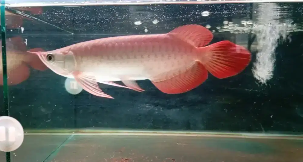 Arwana super red 27cm
