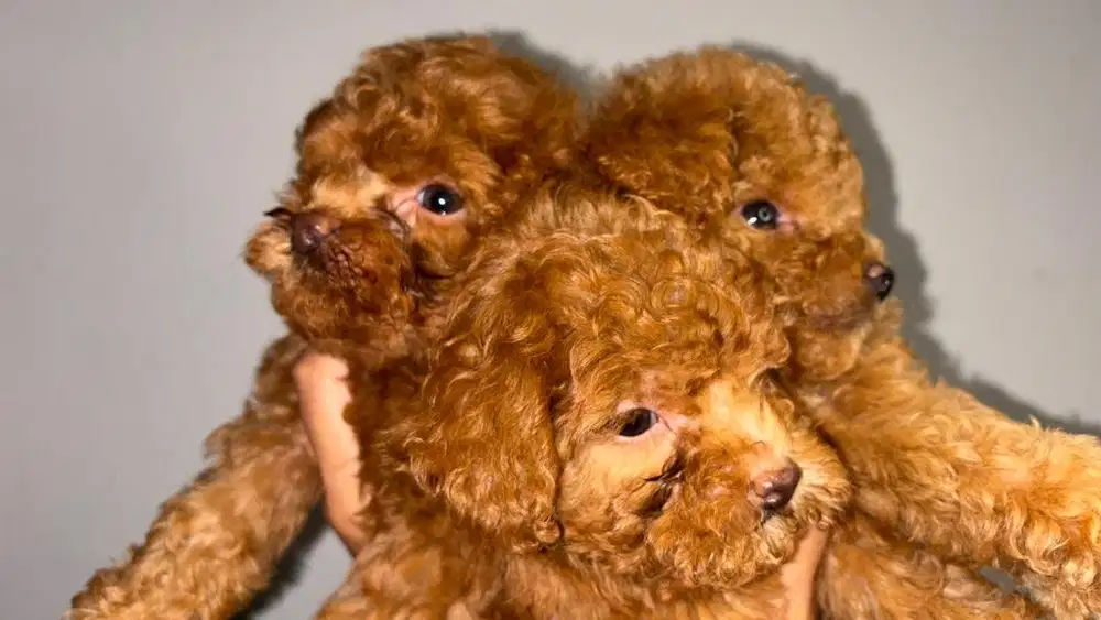 ANAK ANJING POODLE BETINA JANTAN