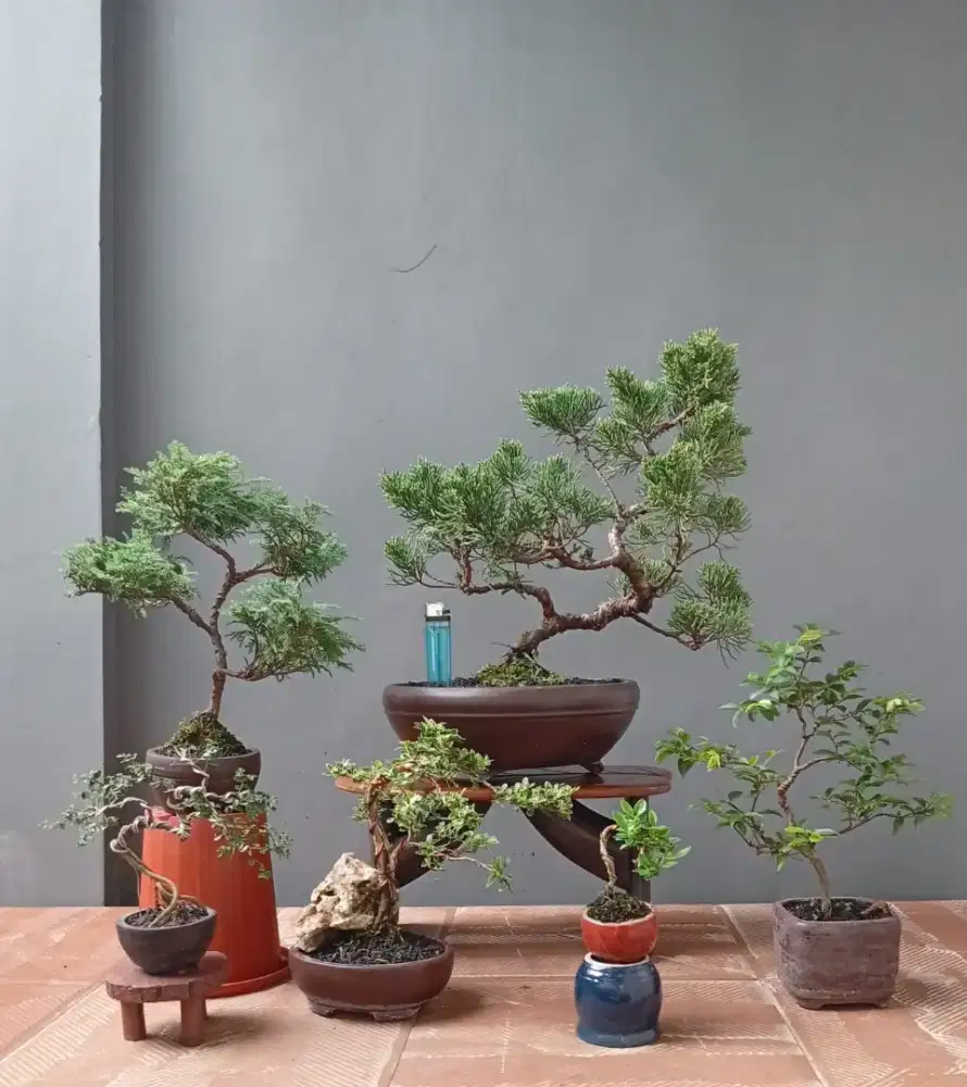 Borongan murah mini bonsai 6 pohon